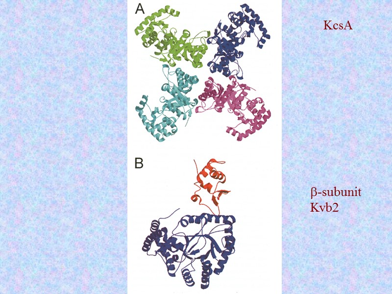 KcsA b-subunit Kvb2